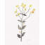 «Winston Porter Kimberly, Allen», art sur toile tendue, Wildflower Organics V-590642354