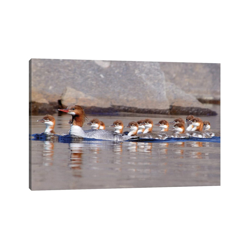 Merganser And Chicks by Brian Wolf - Wrapped Canvas Print, 20.32cm H x 30.48cm W x 1.91cm D
