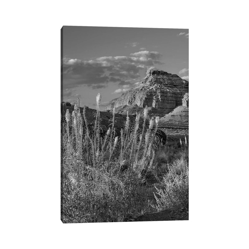 Miner's Candle Flowers, Echo Canyon, Vermilion Cliffs National Monument, Arizona by Tim Fitzharris - Gallery-Wrapped Canvas Giclée on Canvas
