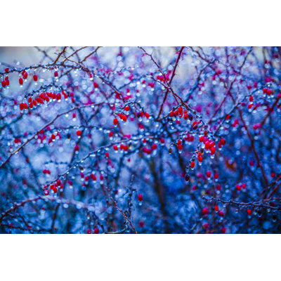 Arbres couverts de glace par Alex Potemkin