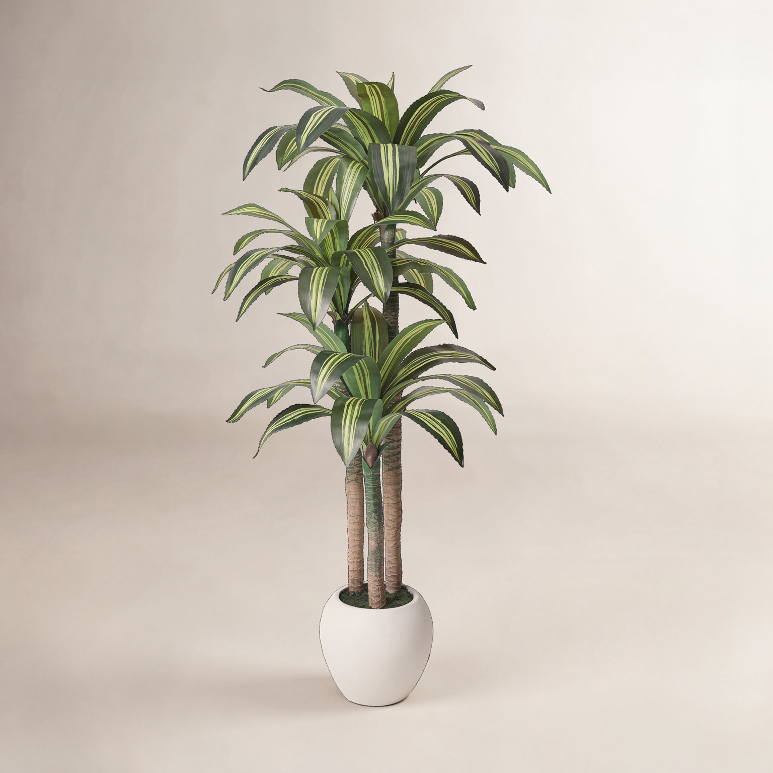 Romney Dracaena Tree in Planter, 72" H x 26" W