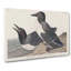 Foolish Guillemots by John Audubon - Wrapped Canvas Painting-55304025