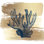 Or brossé corail Elkhorn par Bluebird Barn - impression