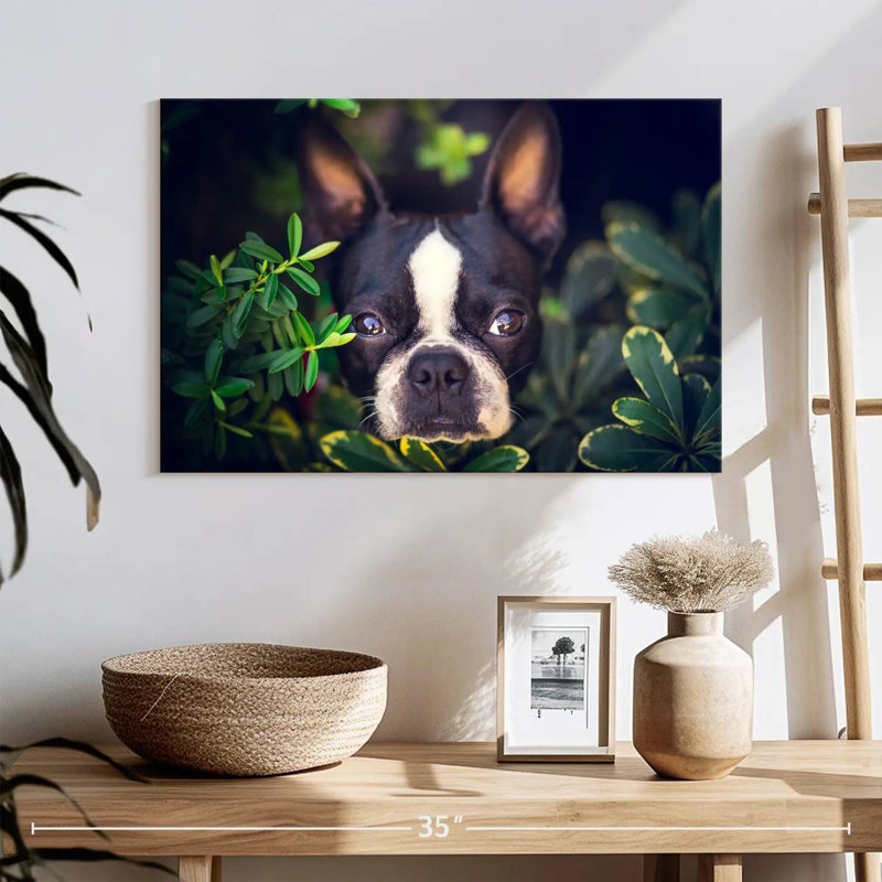 Brampt Boston Terrier Hiding, 32" H x 48" W