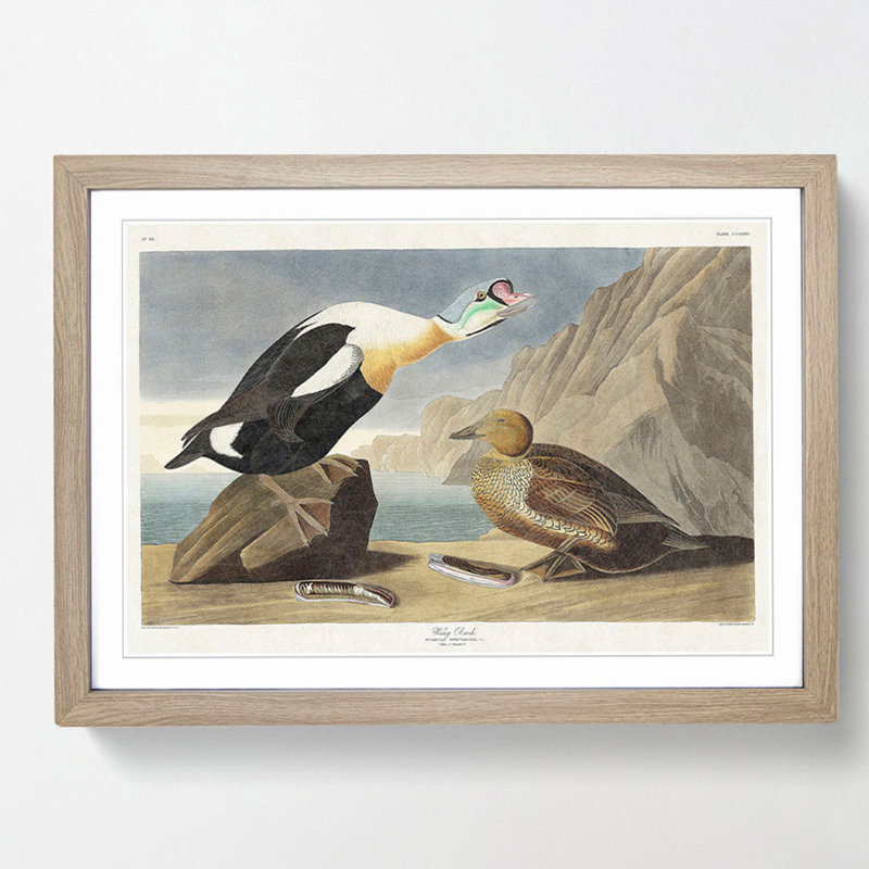 King Duck Bird by John James Audubon - Framed Print, Oak Framed, 36cm H x 48cm W x 2cm D