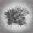 " Back Light Seaweed Linear Motion " by Graffitee Studios