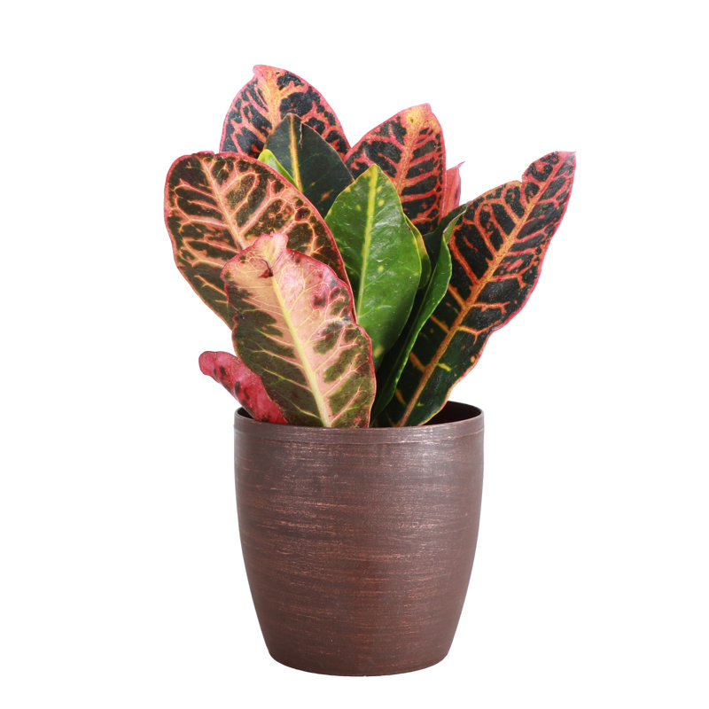 Live Petra Croton Plant in Classic Pot, Copper