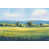 Wrapped Canvas