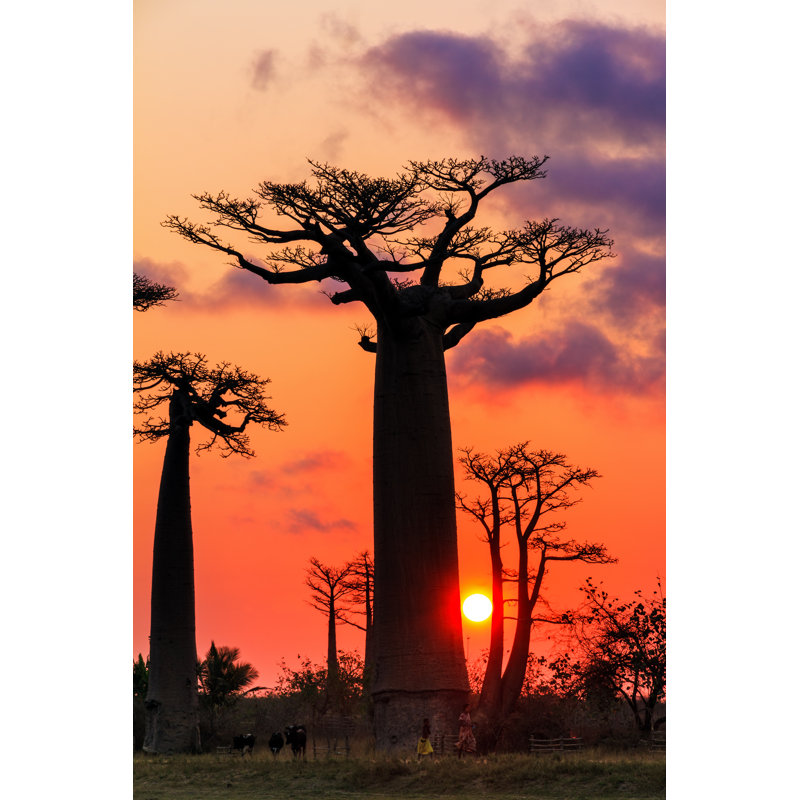 Makeda Baobab Sunset - Wrapped Canvas Print, 30cm H x 20cm W x 3.8cm D