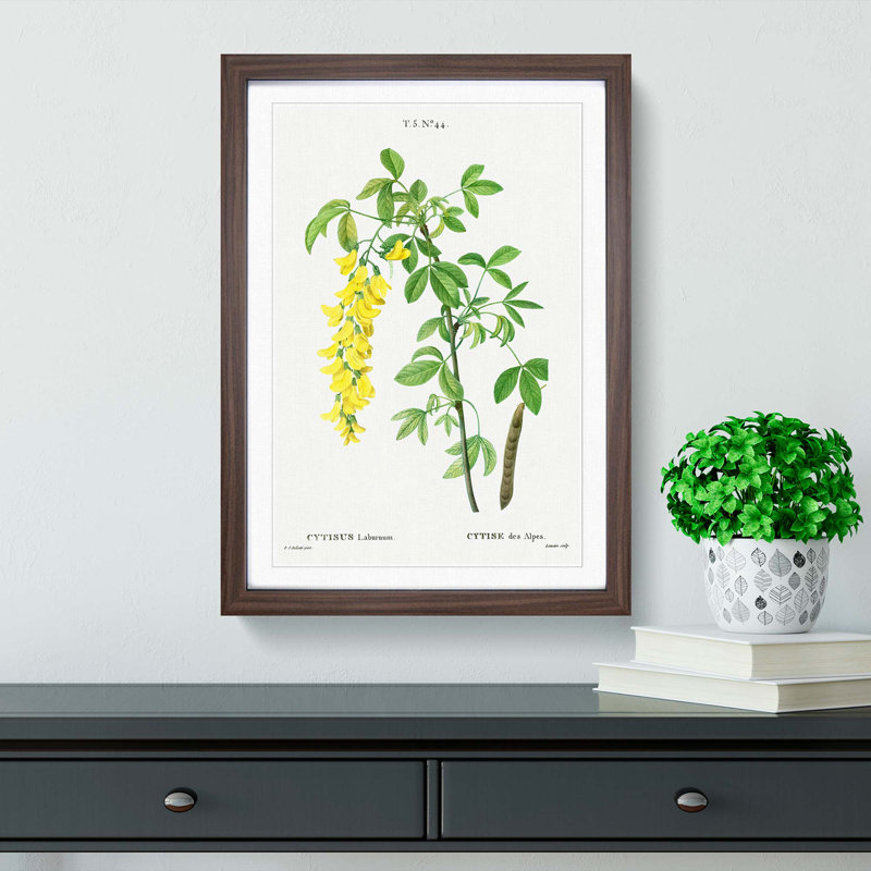 Laburnum Flowers in Yellow by Pierre-Joseph Redoute - Picture Frame Graphic Art Print, Walnut Framed, 65cm H x 48cm W x 2cm D
