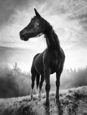 Wrapped Canvas Print, 81.28cm H x 121.92cm W