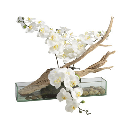Phael Orchids With Ghostwood In Rectangle Aquarium Glass