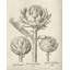 «August Grove® Vision Studio Gallery», art sur toile tendue: Fresco artichaut II-1068533989