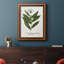 Nature imprimée Botanicals II, toile encadrée de qualité supérieure - prête à être accrochée-779213419