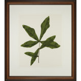 A Little Piece Of Nature III Print