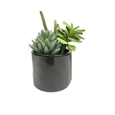 Succulent en pot