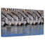 Crowle Zebras buvant de l'eau-111823952