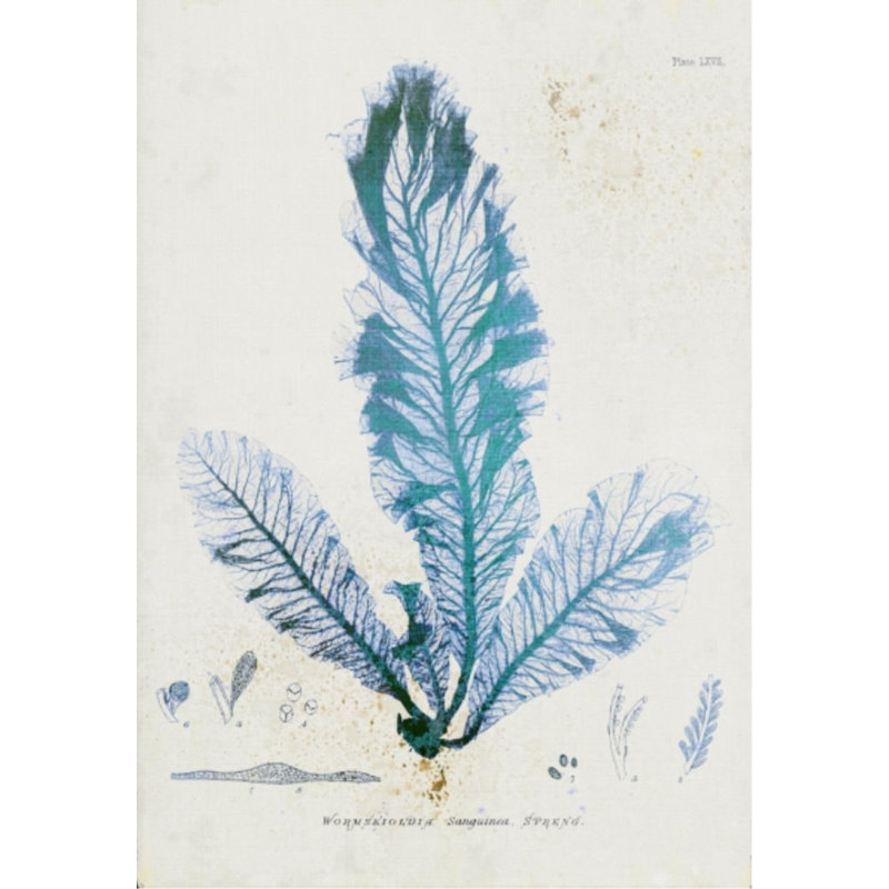 Wormskioldia par Henry Bradbury - impression, Couche de verre, H 26 po x l 18 po x P 1,5 po
