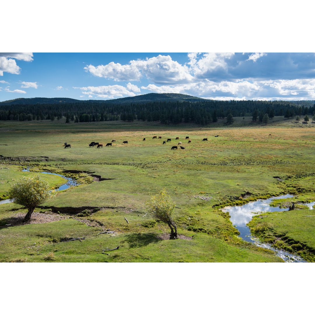 Cattle Grazing On Ranch - Wrapped Canvas Print