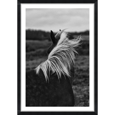 Horse Back - Picture Frame Photograph