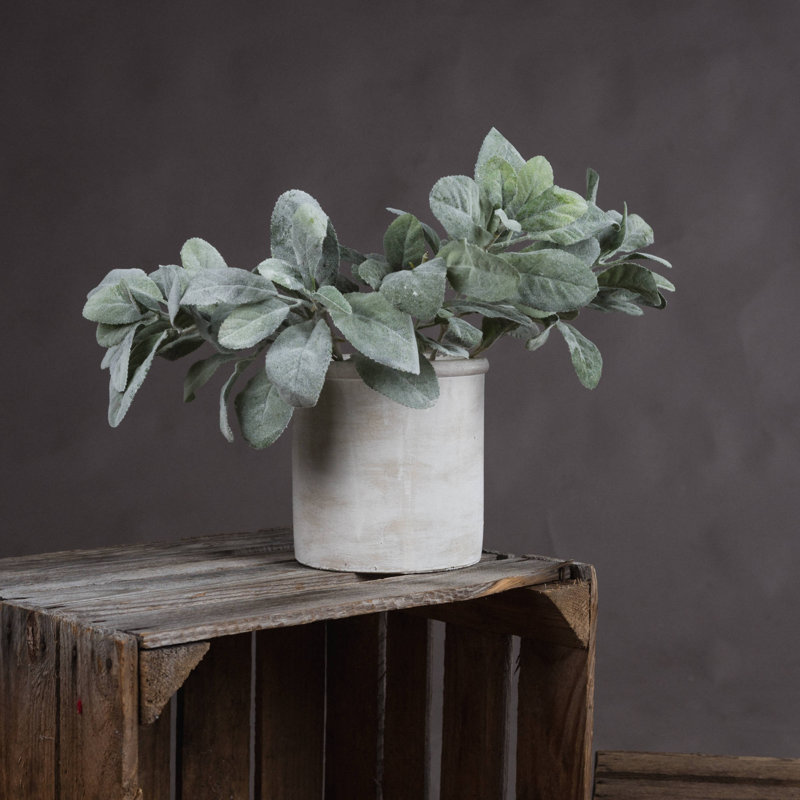 35cm Plant