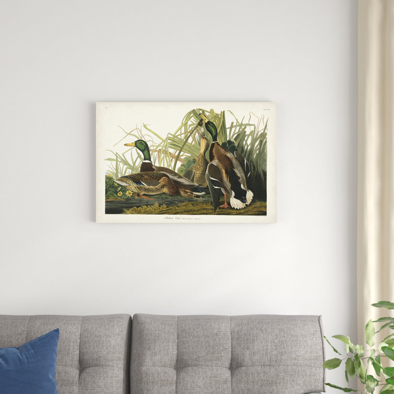 " Pl 221 Mallard Duck " by James Audubon Painting Print, 20" H x 30" W