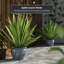 Vase-913585960