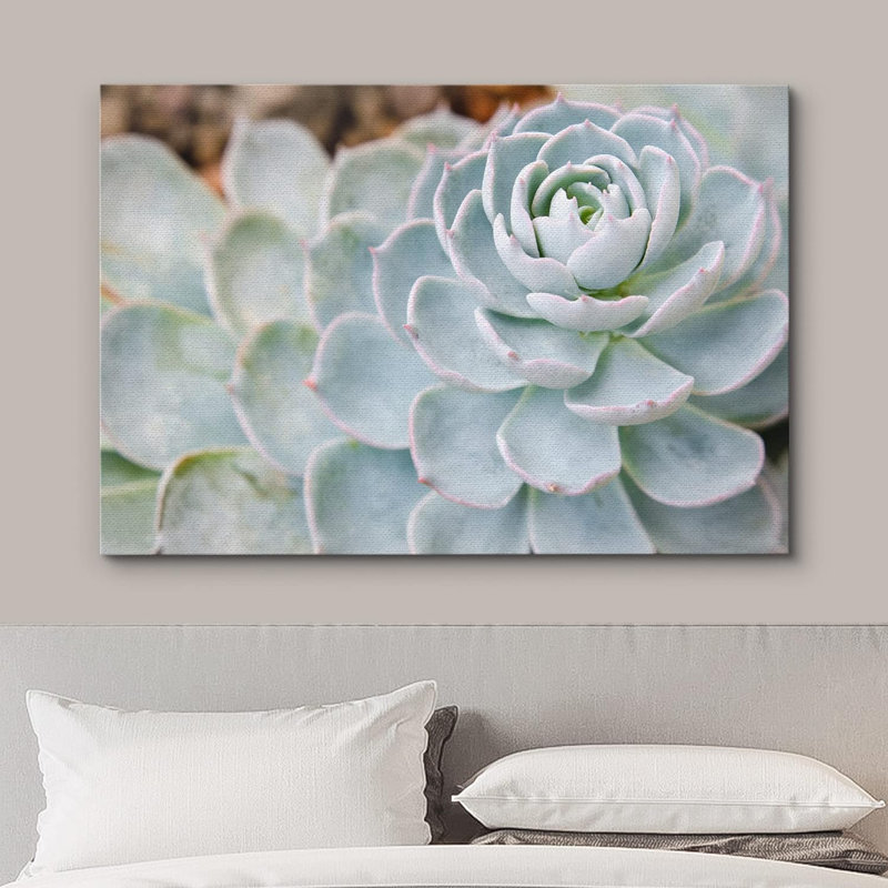 «Pale Green Echeveria Desert Succulent» sur, H 16 po x l 24 po