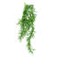 Pack of 6 x 80cm Hanging Staghorn Fern
