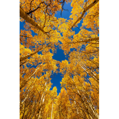 Aspen Tree Leaves par Ruslankaln - photographie sur toile tendue