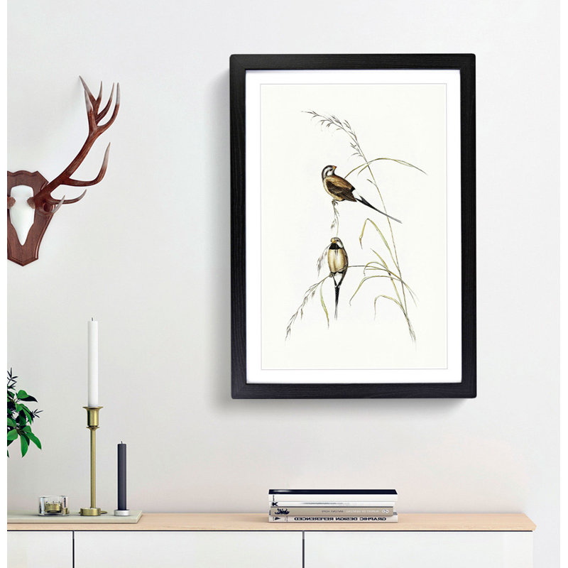 Long-Tailed Grass Finch by Elizabeth Gould - Framed Print, Black Framed, 65cm H x 48cm W x 2cm D