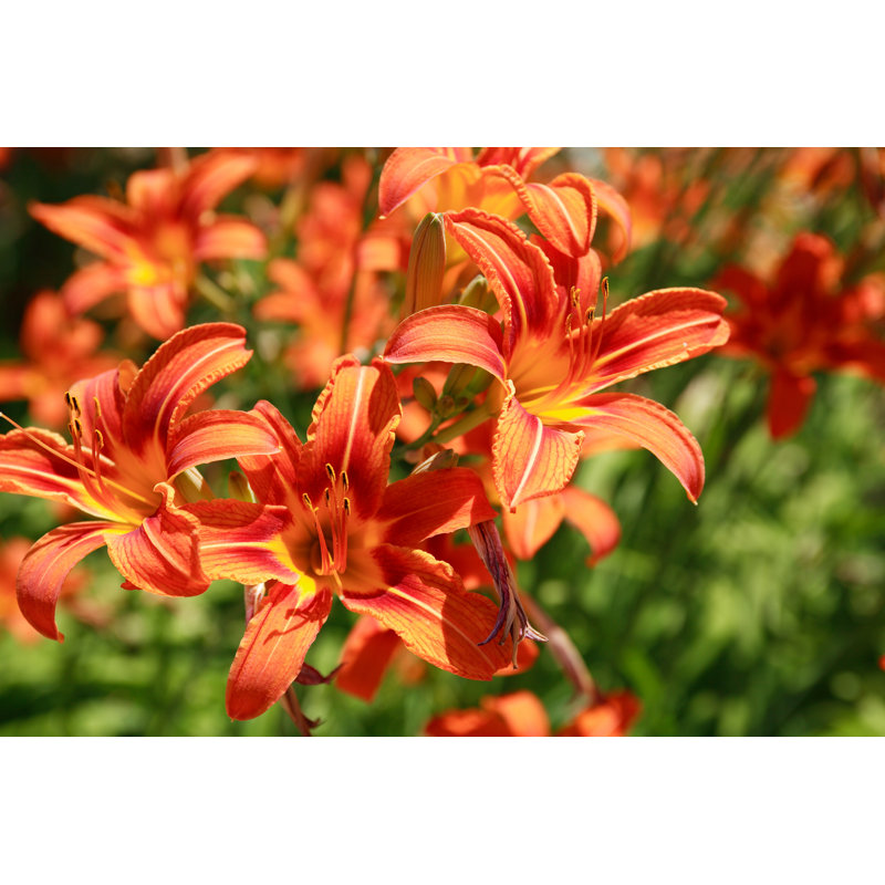Orange lys - Photographie sur toile tendue, H 8 po x l 12 po