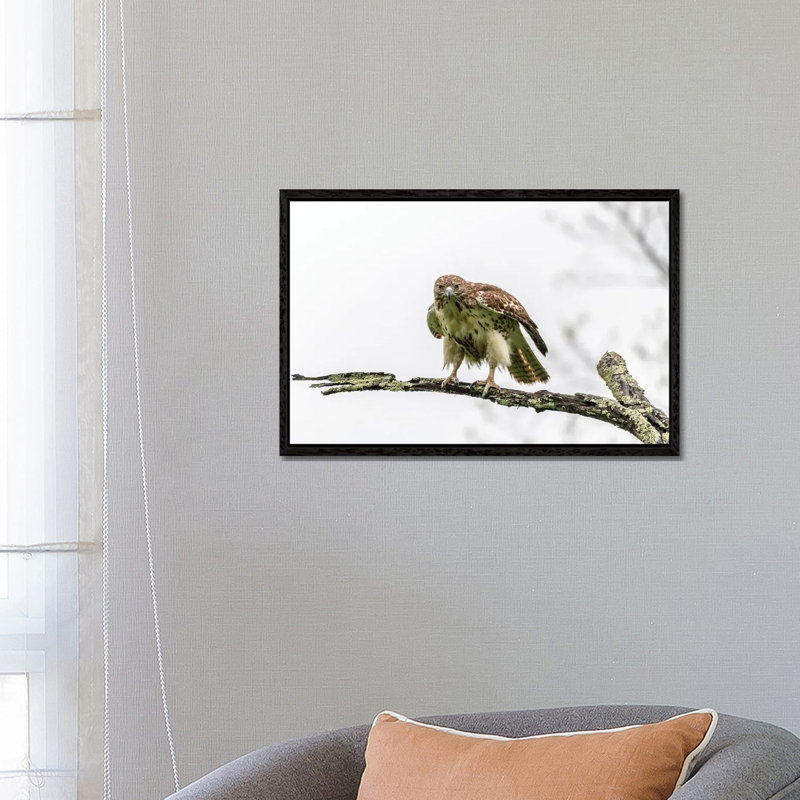 Intense by David Gardiner - Print on Canvas, Black Framed, 66.04 cm H x 45.72 cm W