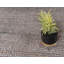 Tapis Alexendria