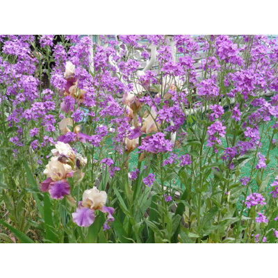Décalcomanie murale irises Goulart