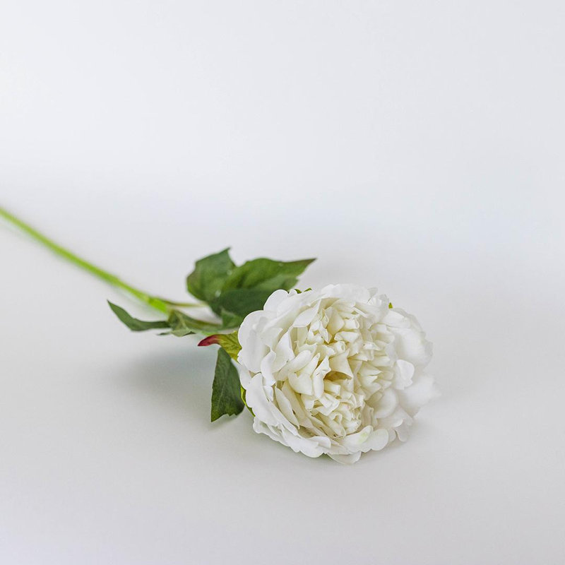 Tige de pivoine blanche, Blanc