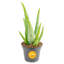 Aloe Vera in Nursery Pot