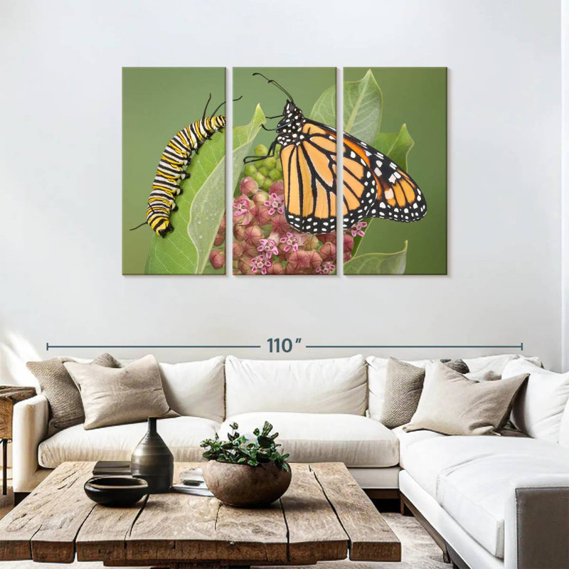 Milkweed Monarch And Caterpillar