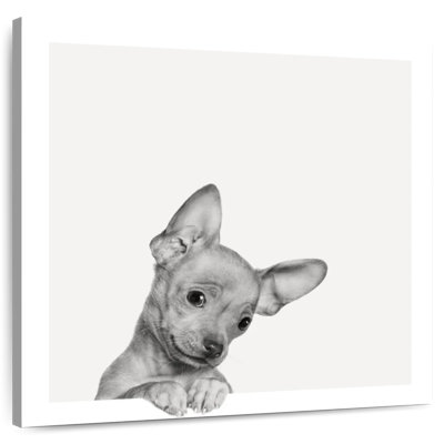 Crowle Sweet Chihuahua