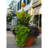 Canotib Pot Planter-1956555021-1956555010
