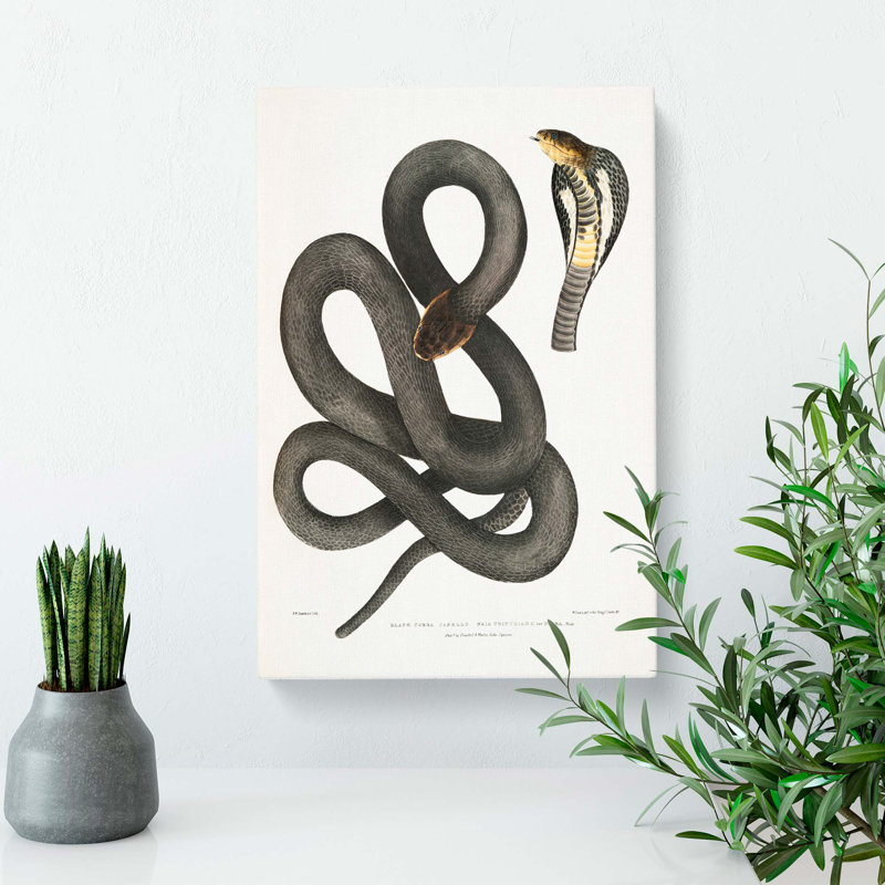Black Cobra Capella Snake by John Edward Gray - Wrapped Canvas, 50cm H x 35cm W x 3cm D