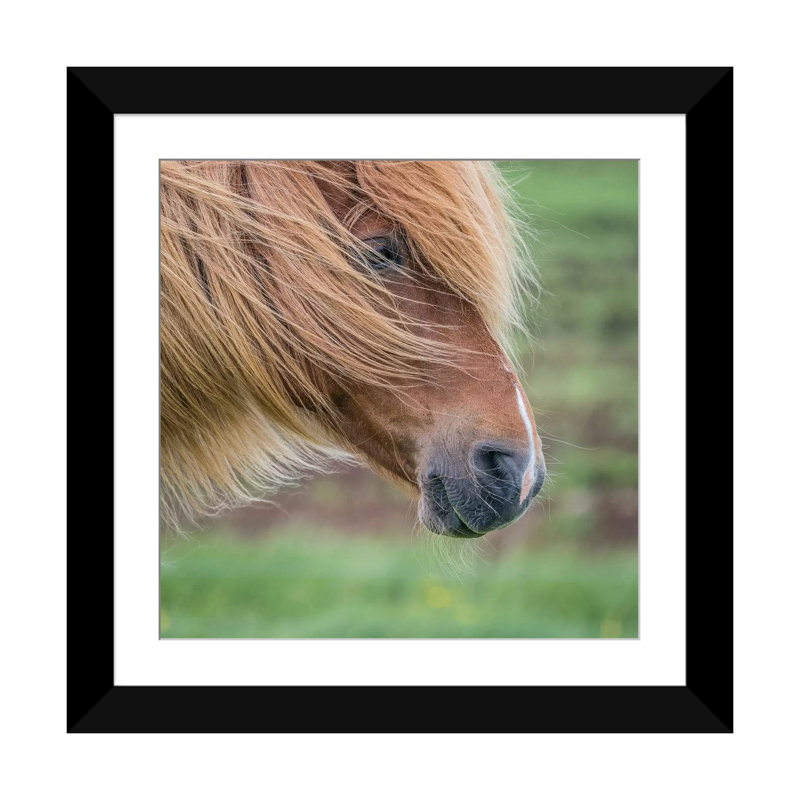 « islandais cheval i », reproduction de photo sur toile tendue, H 24 po x l 24 po x P 1 po, Papier d'art encadré noir, Blanc