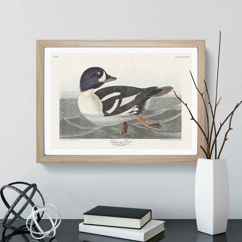 Golden-Eye Duck by John James Audubon - Picture Frame Art Print, 48cm H x 65cm W x 2cm D, Oak Framed