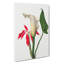 Calla Lily by Mary Vaux Walcott - Wrapped Canvas-61848556