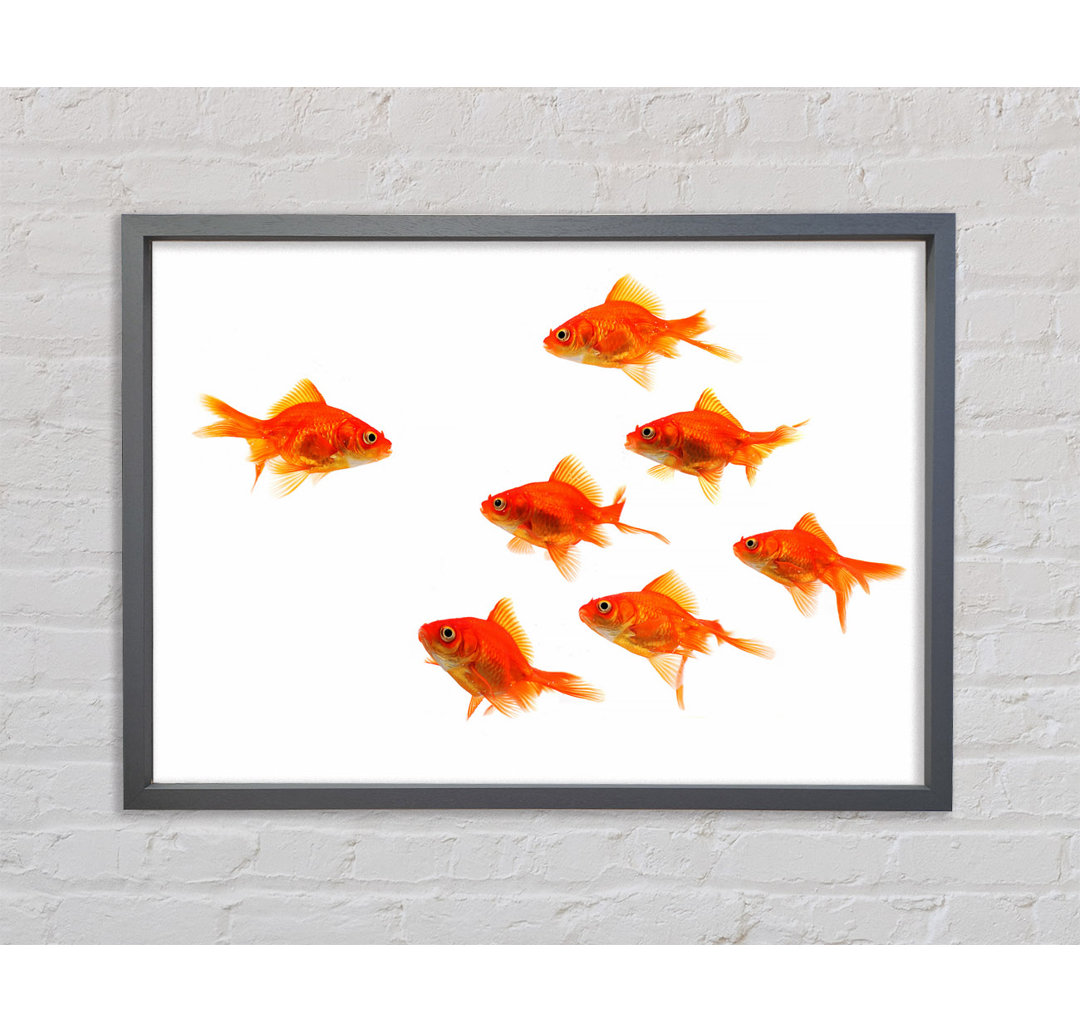 Goldfish Leader - Einzelner Bilderrahmen Kunstdrucke auf Leinwand