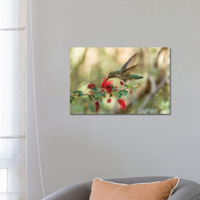 USA, Arizona, Desert Botanic Garden. Hummingbird Feeding On Bottlebrush Flower. by Jaynes Gallery - Wrapped Canvas Gallery-Wrapped Canvas Giclée
