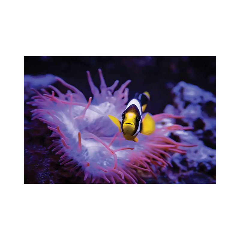 Madagascar Anemone by Karen Burke - Wrapped Canvas Print, 101.6 cm H x 66.04 cm W x 1.91 cm D