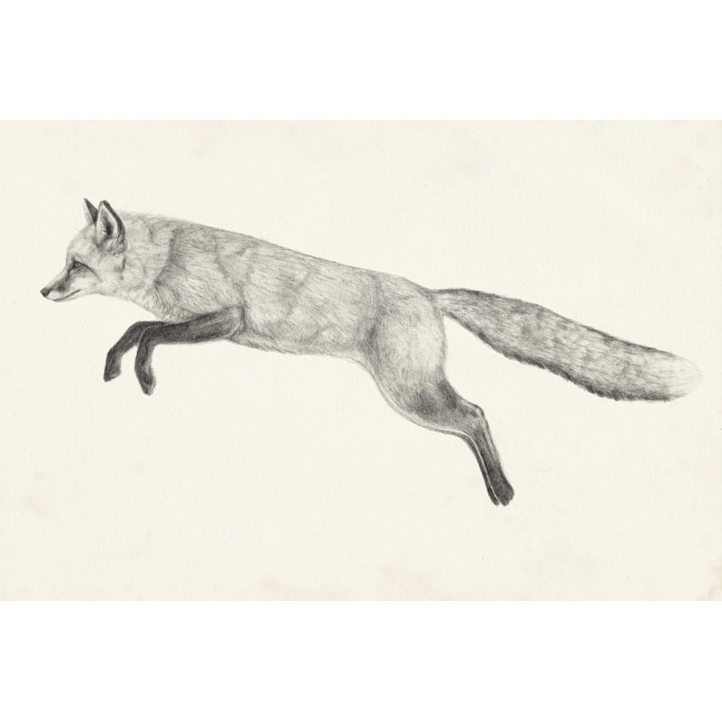 Flying Fox II - Drawing, 61 cm H x 91 cm W, Black Floater Framed