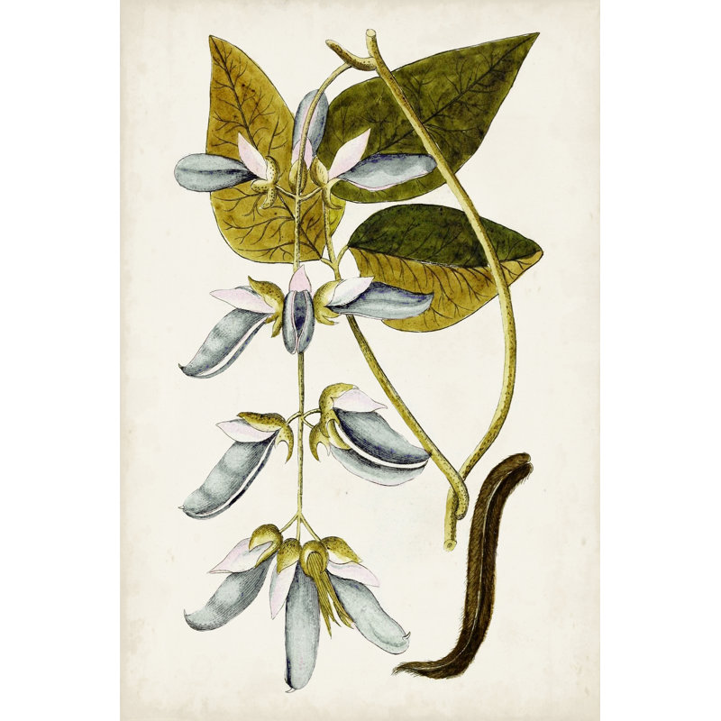 Étude botanique antique V, H 48 po x l 32 po x P 1,25 po