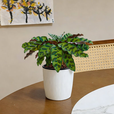 Calathea Lancifolia, Rattlesnake Plant, Live Indoor Houseplant